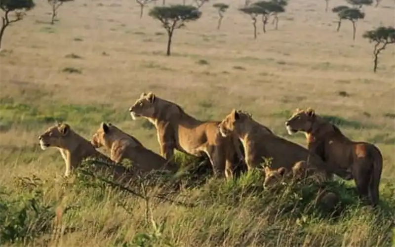 Lions in the Serengeti Tanzania 4X4 hire